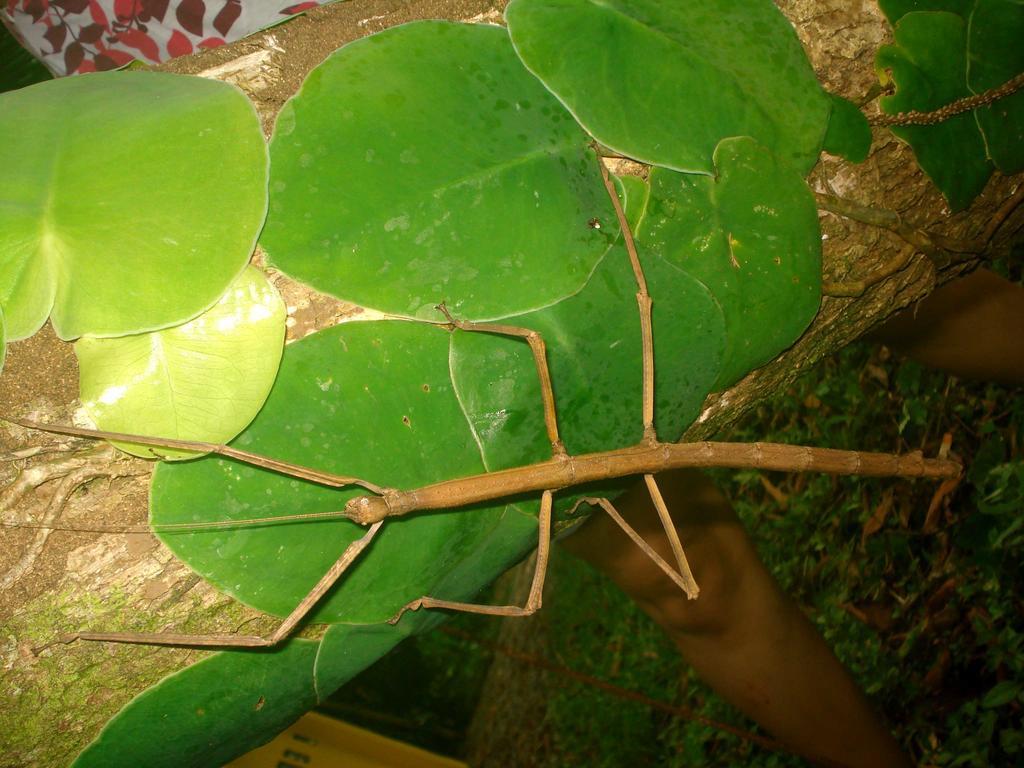 Oasi Appartement Cahuita Buitenkant foto